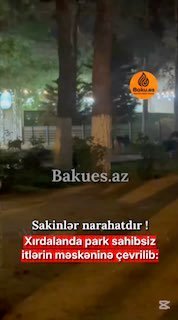 Xırdalanda park sahibsiz itlərin məskəninə çevrilib: Sakinlər narahatdır