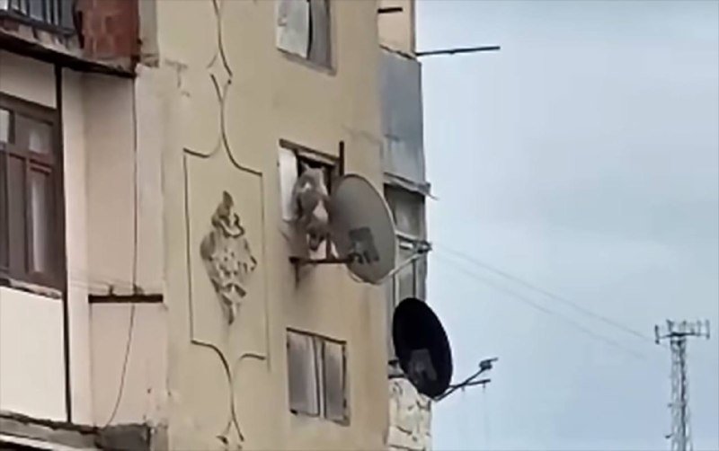Qaradağda itə qarşı zorakılıq: binadan yerə atıldı